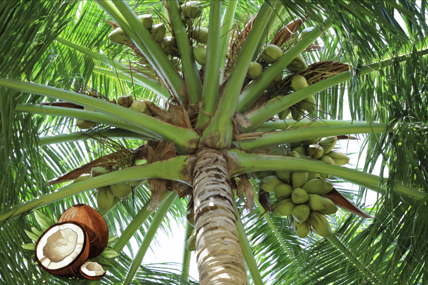 story of coconut tree